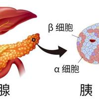 血糖密码全解析：从空腹、餐后到动态监测，读懂报告不求人