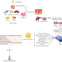2025最新研究确认：维生素D≤30nmol/L显著增加抑郁风险，Omega-3缺乏亦与情绪障碍密切相关