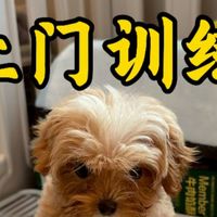 教狗狗定点上厕所