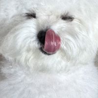 宠物春季防过敏与护理