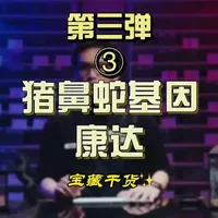 新手必看！猪鼻蛇康达基因特征与辨别 
猪鼻蛇康达基因（Anaconda）超详细科普👇
✅ 共显性花纹基因，有普通康达/超级康达
✅ 斑纹变大、变圆、间距更宽
✅ 标志性纯黑腹+侧腹白墙
✅ 超级康达几乎无纹，只留头纹 
好辨认、颜值高，是猪鼻蛇超经典的基础基因。
你手上这条是康达还是超康？
#宠物蛇 #爬宠 #猪鼻蛇 #蛇类科普 #神奇动物
