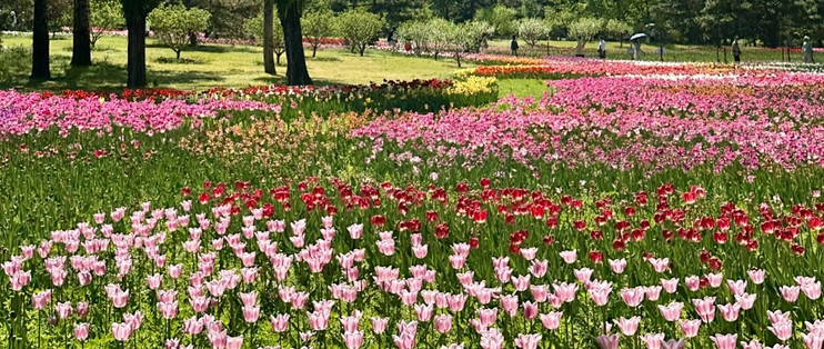 春游赏花就来北京国家植物园！