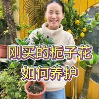 刚买的栀子花，如何养护？#栀子花 #栀子花养护 #花卉绿植 #养花 #养花小知识