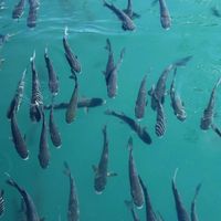 72小时清澄水体！家庭鱼缸发黄自救指南，闭眼抄作业