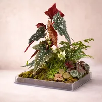 秋海棠盆景｜亚克力浅盆+苔藓地毯+色彩森林