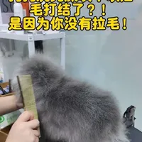 洗完澡拉毛是必不可少的。日常护理不洗澡也可以用拉毛的方式帮助狗狗梳理毛发。#宠物洗澡 #宠物知识 #宠物美容培训 #约礼宠物 #宠物店
