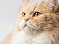 猫咪掉毛怎么办，美毛猫粮选什么？2026年美毛专用猫粮深度解析