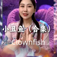 新手养小丑鱼混养、白点、被打、闭口、繁殖，全程干货一次说清 小丑鱼怎么混养不打架？小丑鱼养几条合适？透红小丑真的最凶吗？小丑鱼被打闭口怎么办？小丑鱼不钻海葵该怎么办？小丑鱼白点怎么治疗？小丑鱼怎么ab桶？小丑鱼繁殖注意什么？#海水观赏鱼 #小丑鱼 #小丑鱼繁殖 #小丑鱼鱼粮 #小丑鱼打架 靠谱的商家@峡谷海岸小丑鱼企业店
