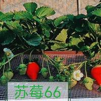 极早熟“抢早王”!这3个国产草莓比红颜早熟,卖价更高!
