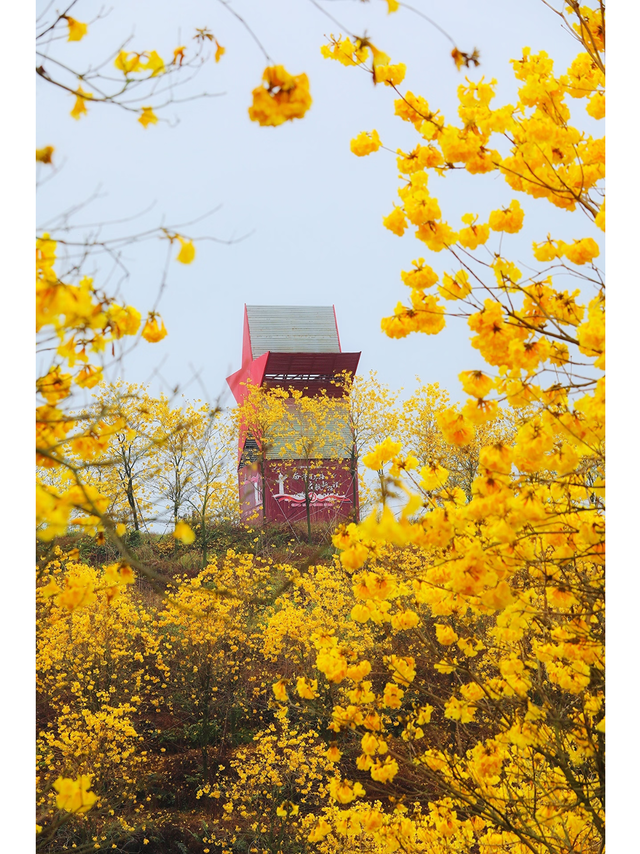 高要黄风铃，邂逅广东春日的鎏金盛宴