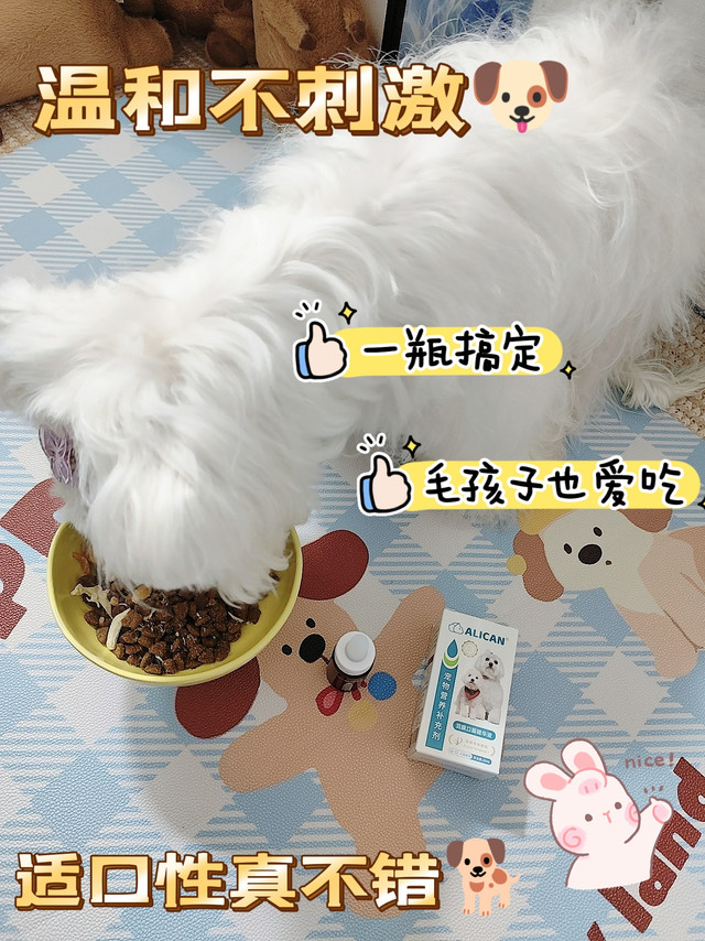 养宠人必看！宠物泪痕的真相与科学解决之道