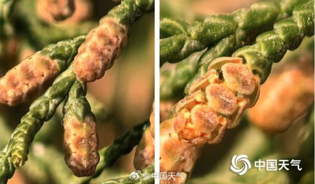全国春季花粉预报地图来了:今年花粉过敏比往年更早