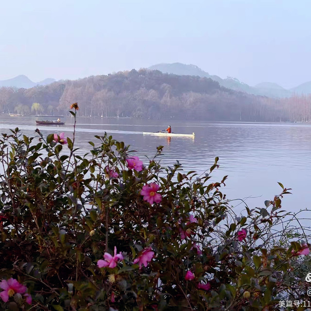 杭州西湖苏堤春晓1小时赏花：桃花、白玉兰全拿捏～