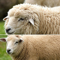 别只看“天然抑菌”！美利奴羊毛衣的温控优势与起球短板，关键在细度与混纺比例