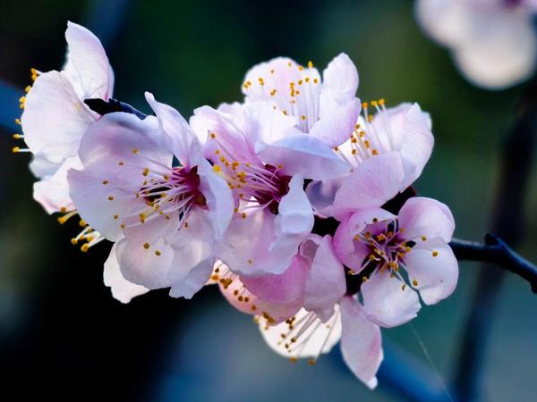 春游杏花限定！国内4处绝美赏花地，错过等一年