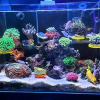 2万元预算配背滤海缸？关键不在花完，而在过滤、灯光与水流的精准匹配