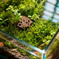 黑壳虾养不活？别只看缸小，水草密度和底床材质才是成败关键