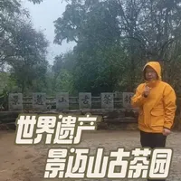 世界遗产景迈山古茶园。 “景迈山古茶林文化景观”列入《世界遗产名录》，这是全球首个茶主题世界文化遗产。是中国农耕文明的智慧结晶，也是人与自然良性互动和可持续发展的典范。
#景迈山 #景迈山古茶园#世界遗产