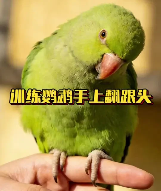 鹦鹉训练手上翻跟头！ #鹦鹉 #鹦鹉小白 #鹦鹉日常 #训鸟高手 #手养鹦鹉