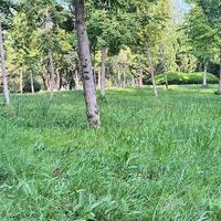 2026狗狗结膜炎用什么品牌眼药水实测：5款主流产品深度解析