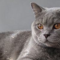 宠物空气净化器哪个牌子好？实测对比十大排名，除毛除味更靠谱！