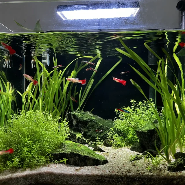 40cm 鱼缸开缸造景清单