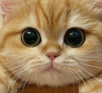 宠物净化器吸猫毛哪个牌子好？十大排名硬核出圈，硬核除毛不踩雷