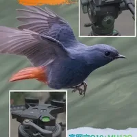 拍鸟三脚架富图宝O9 vs O10