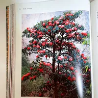 🌳 带娃读懂一棵树，就从这本DK大百科开始