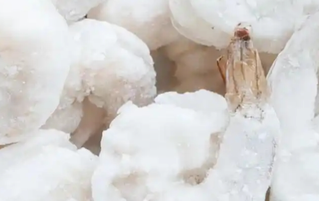 3·15 曝光一年后，海创源与尚方舟的“生死结局”