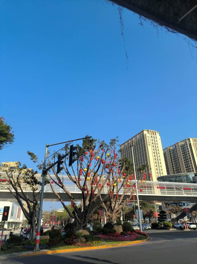 不如赏花去｜湖里Citywalk，一路繁花入春怀