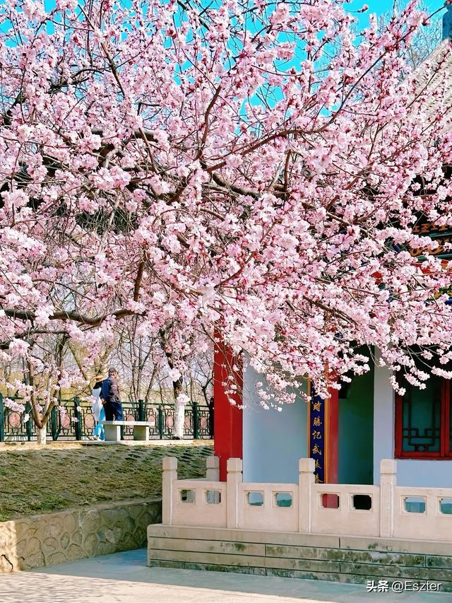 天津红桥区桃花堤赏花指南