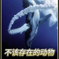 蓝鲸为何是地球史上最大的动物？进化优势与体型数据解析