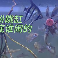 孔雀鱼还养着呢 还有这些都长大了：鳑鲏 黄金胡子 六角龙 两只乌龟 大眼贼 黄刺鱼