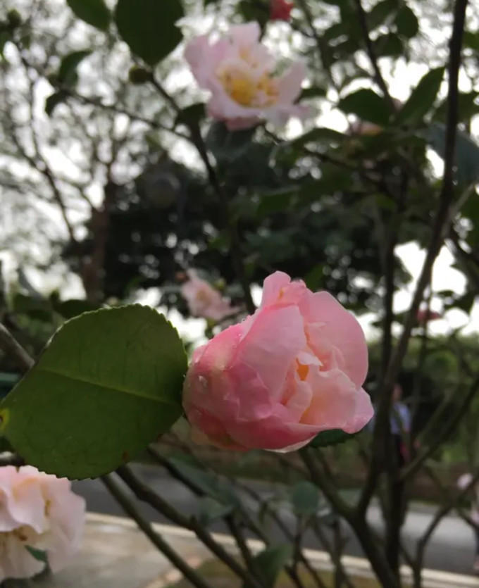 鲜花
