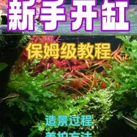 新手开缸，保姆级过程分享 造景过程、养护方法和经过长期维护后的经验分享。#鱼缸造景 #水草缸 #草缸 #草缸造景#新手开缸