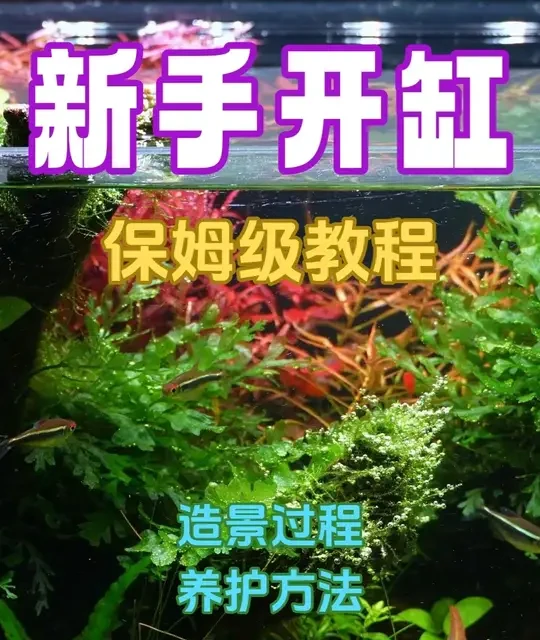 新手开缸，保姆级过程分享 造景过程、养护方法和经过长期维护后的经验分享。#鱼缸造景 #水草缸 #草缸 #草缸造景#新手开缸