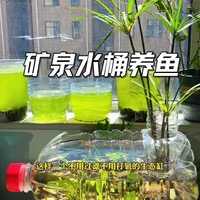 教你用矿泉水桶打造生态鱼缸#生态鱼缸 #矿泉水桶养鱼 #生态鱼缸造景 #养鱼 #鱼