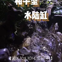 相手蟹水陆缸制作 不要再在饲养盒中养螃蟹啦~赶紧着手为它制作一个好看又好用的生态缸吧！#相手蟹 #水陆缸造景 #微景观 #苔藓微景观 #造景