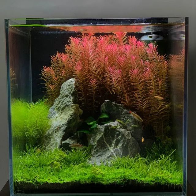 新手必看：40cm小鱼缸3天造景攻略，两周养出清澈水草缸