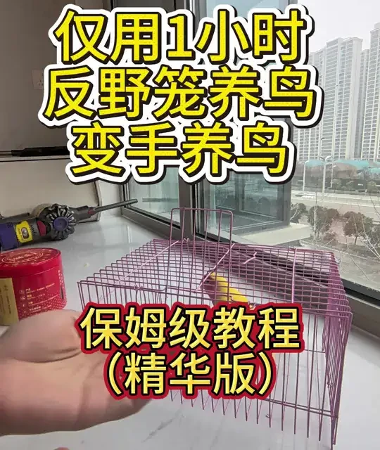 🔥仅1小时！反野笼养鸟变身粘人手养鸟｜保姆级五步训鸟法
笼养→手养，五步搞定：
控食→找手→站手→笼门→上手
详细5集保姆版在主页，关注我，边训边看超好用！
#养鸟日常 #鹦鹉亲人训练#鹦鹉 #养鸟 #手养鸟