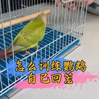 怎么训练鹦鹉回笼#鹦鹉鹦鹉萌萌哒逗鹦鹉 #鹦鹉 #手养鹦鹉 #宠物 #萌宠