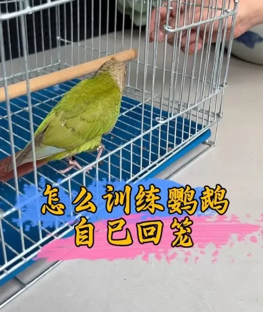怎么训练鹦鹉回笼#鹦鹉鹦鹉萌萌哒逗鹦鹉 #鹦鹉 #手养鹦鹉 #宠物 #萌宠