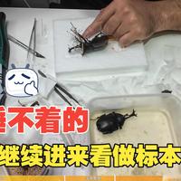 无敌保姆专业从0开始做甲虫博物盒标本之二