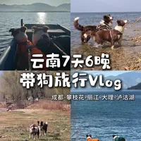 成都小狗自驾云南超全行程分享⛰️7天6晚 成都小狗首次出省游当然要选择彩云之南啦！
这次因为时间关系
只把攀枝花、丽江、大理、沙溪、泸沽湖走马观花玩了一遍
但小狗们已经很开心啦～
希望下次能够带小狗来深度游玩一下💕