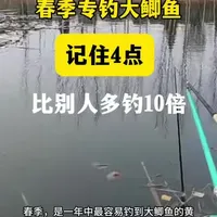 春季，是一年中最容易钓到大鲫鱼的黄金季！平时大鲫胆小躲深水，只有春天为了繁殖，才会大胆靠边浅滩。只要找对方法，轻松连杆大板鲫。#春钓鲫鱼 #春季钓鲫鱼 #野钓鲫鱼 #户外野钓鲫鱼 #春季野钓鲫鱼