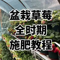 盆栽草莓
全时期
施肥教程#草莓#草莓施肥 #家庭种植#dou来一起种草莓#种植小技巧