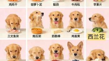 🐶金毛健康美食清单第二组