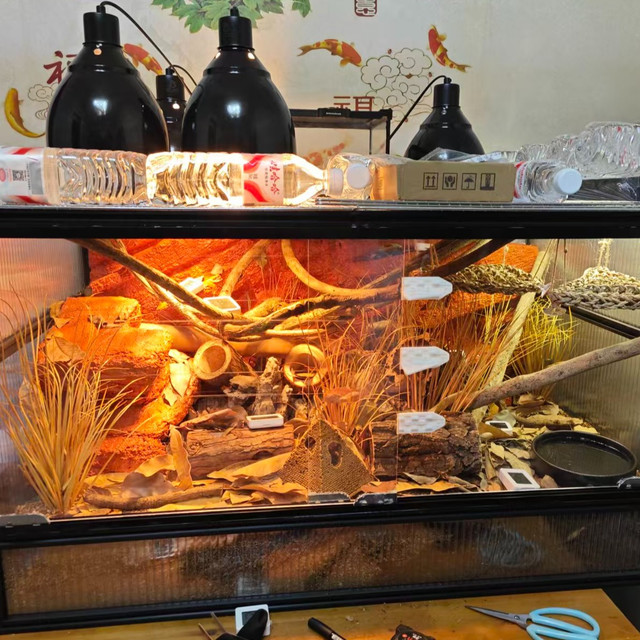 猪鼻蛇饲养经验交流（一）搓缸