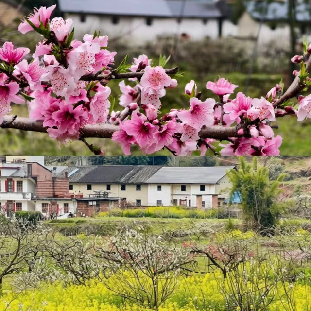 九峰山记：春风有信，花开有期